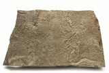 Cruziana (Fossil Trilobite Trackway) - Morocco #251780-1